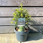 Dáždnikovec praslenovitý (Sciadopitys Verticillata) - japonská borovica – výška 20-30 cm, kont. C3L